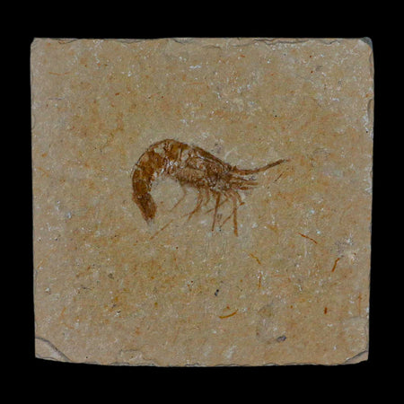 1.3" Fossil Shrimp Carpopenaeus Cretaceous Age 100 Mil Yrs Old Lebanon COA