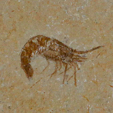 1.3" Fossil Shrimp Carpopenaeus Cretaceous Age 100 Mil Yrs Old Lebanon COA - Fossil Age Minerals