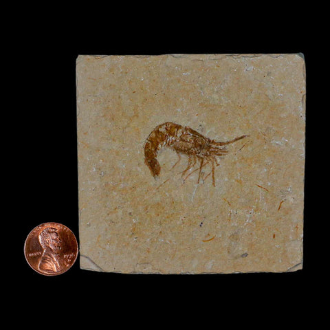 1.3" Fossil Shrimp Carpopenaeus Cretaceous Age 100 Mil Yrs Old Lebanon COA - Fossil Age Minerals