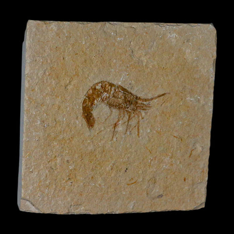 1.3" Fossil Shrimp Carpopenaeus Cretaceous Age 100 Mil Yrs Old Lebanon COA - Fossil Age Minerals