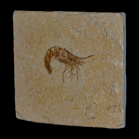 1.3" Fossil Shrimp Carpopenaeus Cretaceous Age 100 Mil Yrs Old Lebanon COA - Fossil Age Minerals