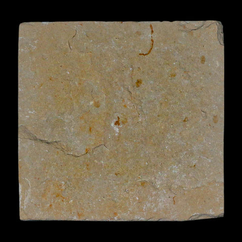 1.3" Fossil Shrimp Carpopenaeus Cretaceous Age 100 Mil Yrs Old Lebanon COA - Fossil Age Minerals