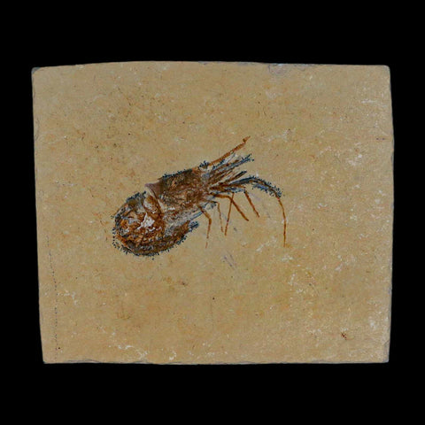 1.8" Fossil Shrimp Carpopenaeus Cretaceous Age 100 Mil Yrs Old Lebanon COA - Fossil Age Minerals