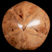 60MM Pygurus Marmonti Sea Urchin Fossil Sand Dollar Jurassic Age Madagascar