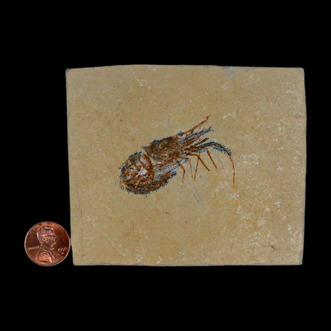 1.8" Fossil Shrimp Carpopenaeus Cretaceous Age 100 Mil Yrs Old Lebanon COA - Fossil Age Minerals