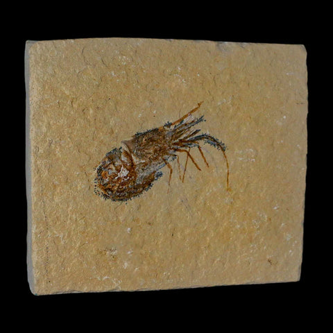 1.8" Fossil Shrimp Carpopenaeus Cretaceous Age 100 Mil Yrs Old Lebanon COA - Fossil Age Minerals