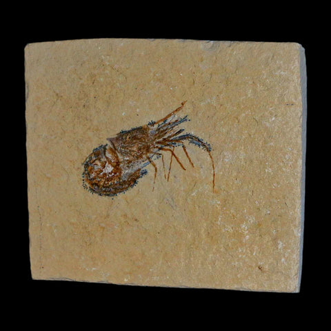 1.8" Fossil Shrimp Carpopenaeus Cretaceous Age 100 Mil Yrs Old Lebanon COA - Fossil Age Minerals