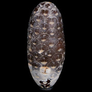 XL 2.1" Fossil Pine Cone Equicalastrobus Replaced By Agate Eocene Age Seeds Fruit
