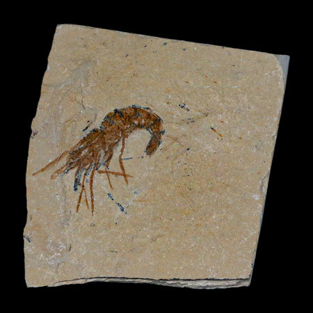 1.5" Fossil Shrimp Carpopenaeus Cretaceous Age 100 Mil Yrs Old Lebanon COA