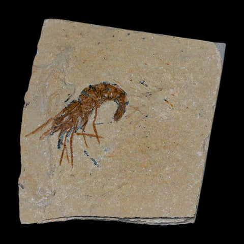 1.5" Fossil Shrimp Carpopenaeus Cretaceous Age 100 Mil Yrs Old Lebanon COA - Fossil Age Minerals