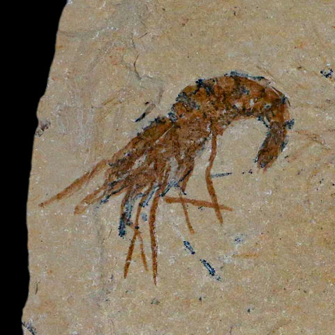 1.5" Fossil Shrimp Carpopenaeus Cretaceous Age 100 Mil Yrs Old Lebanon COA - Fossil Age Minerals