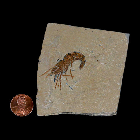 1.5" Fossil Shrimp Carpopenaeus Cretaceous Age 100 Mil Yrs Old Lebanon COA - Fossil Age Minerals