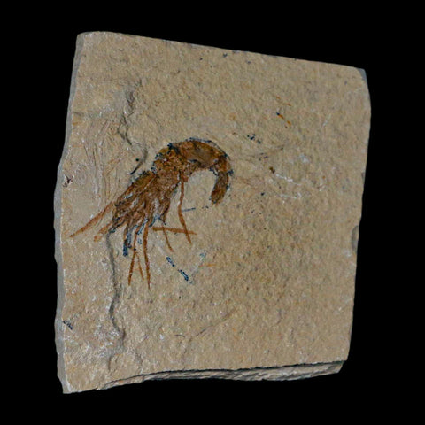 1.5" Fossil Shrimp Carpopenaeus Cretaceous Age 100 Mil Yrs Old Lebanon COA - Fossil Age Minerals