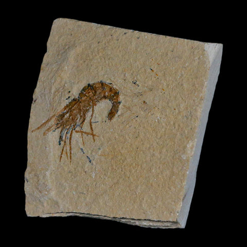 1.5" Fossil Shrimp Carpopenaeus Cretaceous Age 100 Mil Yrs Old Lebanon COA - Fossil Age Minerals