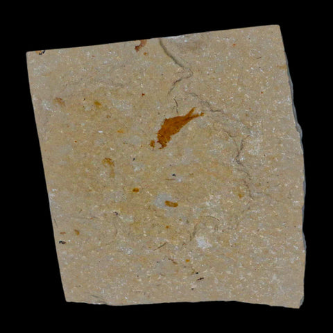 1.5" Fossil Shrimp Carpopenaeus Cretaceous Age 100 Mil Yrs Old Lebanon COA - Fossil Age Minerals