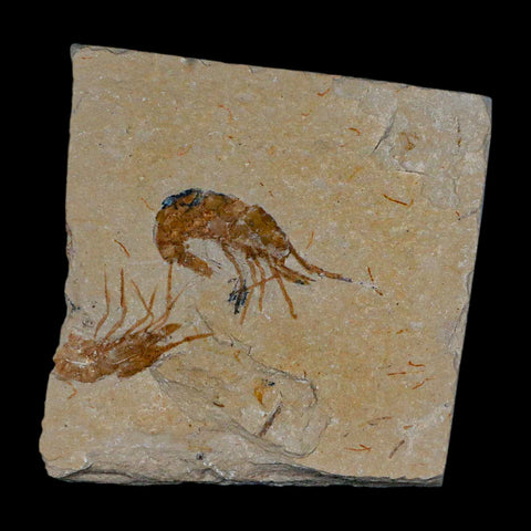 1.4" Fossil Shrimp Carpopenaeus Cretaceous Age 100 Mil Yrs Old Lebanon COA - Fossil Age Minerals