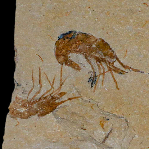 1.4" Fossil Shrimp Carpopenaeus Cretaceous Age 100 Mil Yrs Old Lebanon COA - Fossil Age Minerals