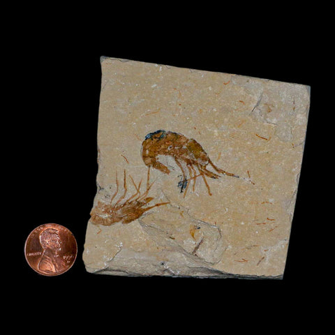 1.4" Fossil Shrimp Carpopenaeus Cretaceous Age 100 Mil Yrs Old Lebanon COA - Fossil Age Minerals