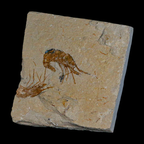 1.4" Fossil Shrimp Carpopenaeus Cretaceous Age 100 Mil Yrs Old Lebanon COA - Fossil Age Minerals