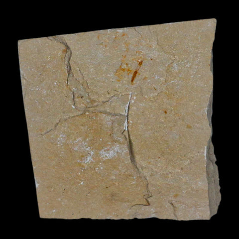 1.4" Fossil Shrimp Carpopenaeus Cretaceous Age 100 Mil Yrs Old Lebanon COA - Fossil Age Minerals