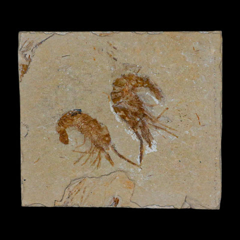 2 Two" Fossil Shrimp Carpopenaeus Cretaceous Age 100 Mil Yrs Old Lebanon COA - Fossil Age Minerals