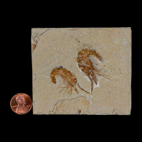 2 Two" Fossil Shrimp Carpopenaeus Cretaceous Age 100 Mil Yrs Old Lebanon COA - Fossil Age Minerals