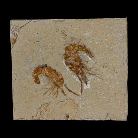 2 Two" Fossil Shrimp Carpopenaeus Cretaceous Age 100 Mil Yrs Old Lebanon COA - Fossil Age Minerals