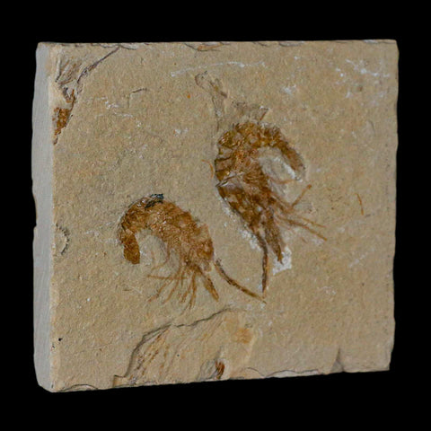 2 Two" Fossil Shrimp Carpopenaeus Cretaceous Age 100 Mil Yrs Old Lebanon COA - Fossil Age Minerals