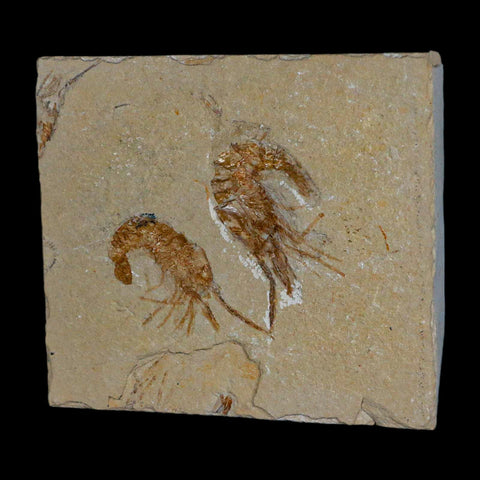 2 Two" Fossil Shrimp Carpopenaeus Cretaceous Age 100 Mil Yrs Old Lebanon COA - Fossil Age Minerals