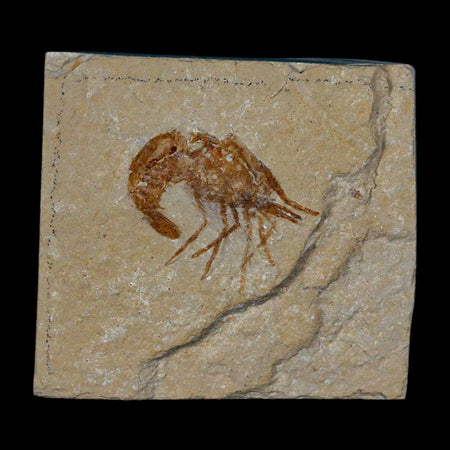 1.2" Fossil Shrimp Carpopenaeus Cretaceous Age 100 Mil Yrs Old Lebanon COA