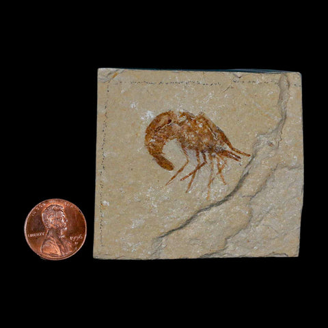 1.2" Fossil Shrimp Carpopenaeus Cretaceous Age 100 Mil Yrs Old Lebanon COA - Fossil Age Minerals