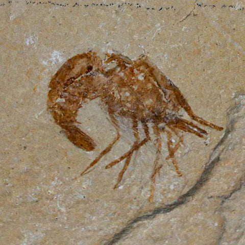 1.2" Fossil Shrimp Carpopenaeus Cretaceous Age 100 Mil Yrs Old Lebanon COA - Fossil Age Minerals