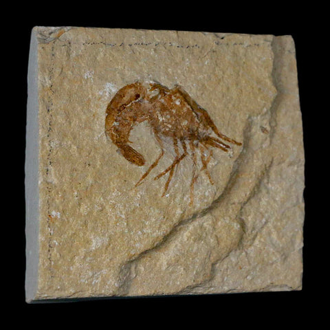 1.2" Fossil Shrimp Carpopenaeus Cretaceous Age 100 Mil Yrs Old Lebanon COA - Fossil Age Minerals