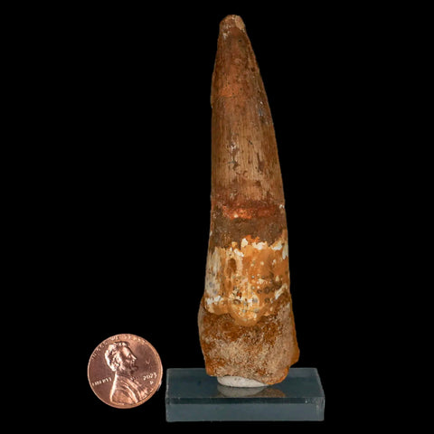 XL 3.6" Spinosaurus Fossil Tooth 100 Million Years Old Cretaceous Dinosaur COA Stand