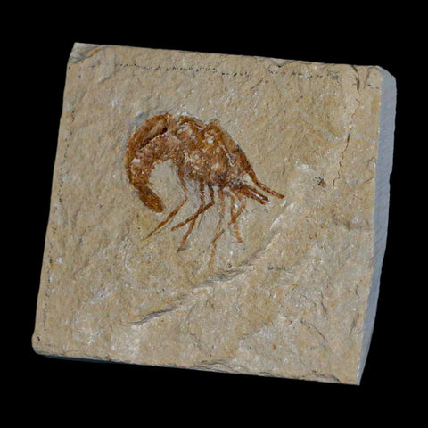 1.2" Fossil Shrimp Carpopenaeus Cretaceous Age 100 Mil Yrs Old Lebanon COA - Fossil Age Minerals