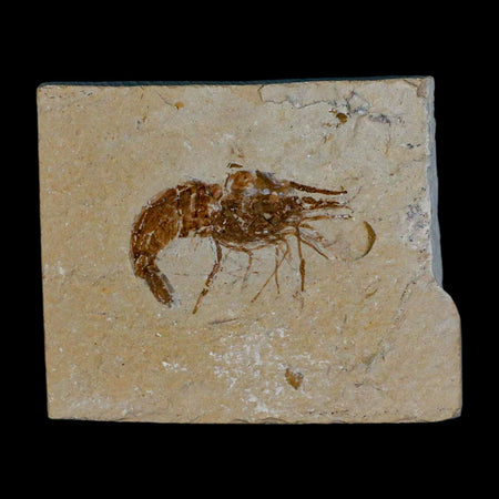 1.5" Fossil Shrimp Carpopenaeus Cretaceous Age 100 Mil Yrs Old Lebanon COA