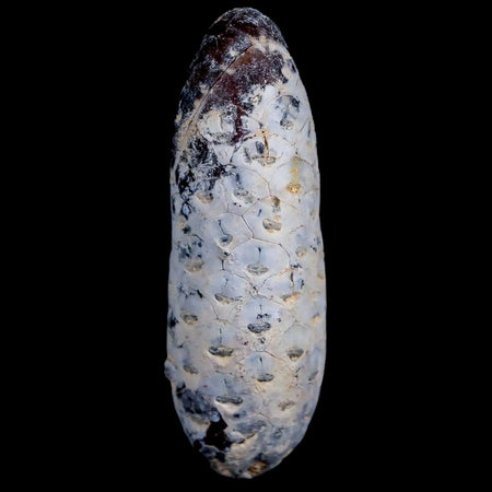 XL 2.3" Fossil Pine Cone Equicalastrobus Replaced By Agate Eocene Age Seeds Fruit