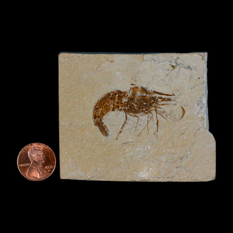 1.5" Fossil Shrimp Carpopenaeus Cretaceous Age 100 Mil Yrs Old Lebanon COA - Fossil Age Minerals