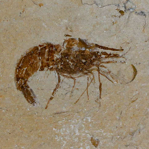 1.5" Fossil Shrimp Carpopenaeus Cretaceous Age 100 Mil Yrs Old Lebanon COA - Fossil Age Minerals