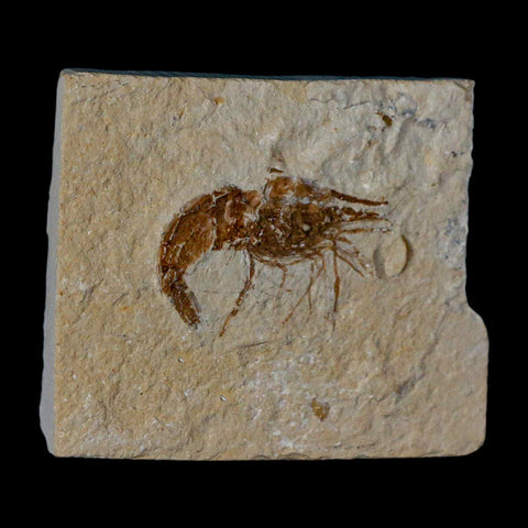 1.5" Fossil Shrimp Carpopenaeus Cretaceous Age 100 Mil Yrs Old Lebanon COA - Fossil Age Minerals