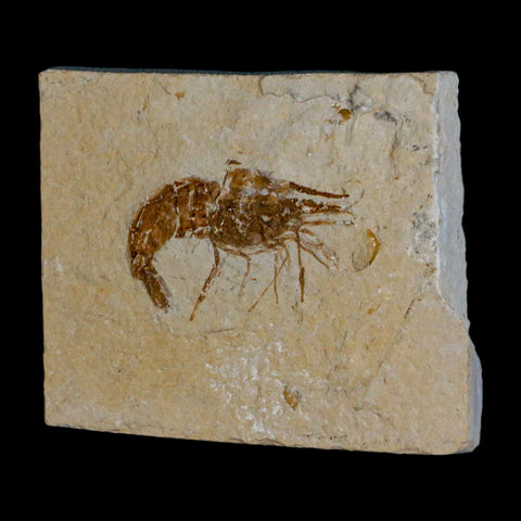 1.5" Fossil Shrimp Carpopenaeus Cretaceous Age 100 Mil Yrs Old Lebanon COA - Fossil Age Minerals