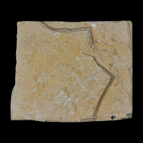 1.5" Fossil Shrimp Carpopenaeus Cretaceous Age 100 Mil Yrs Old Lebanon COA - Fossil Age Minerals