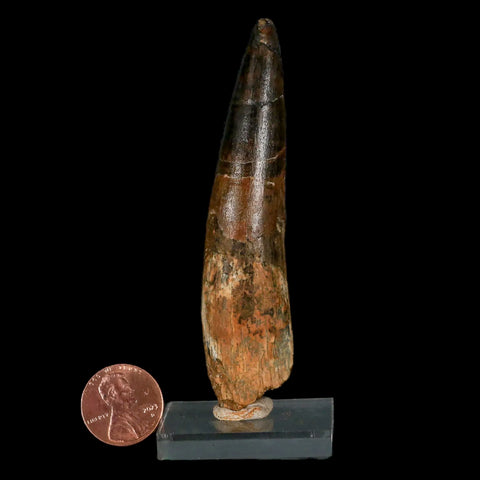 XL 3.5" Spinosaurus Fossil Tooth 100 Million Years Old Cretaceous Dinosaur COA Stand