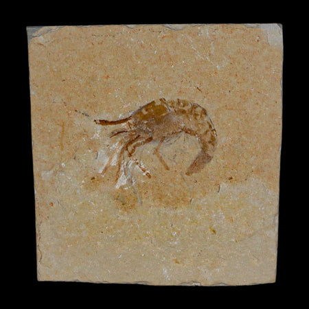 1.2" Fossil Shrimp Carpopenaeus Cretaceous Age 100 Mil Yrs Old Lebanon COA