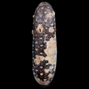 XXL 2.6" Fossil Pine Cone Equicalastrobus Replaced By Agate Eocene Age Seeds Fruit
