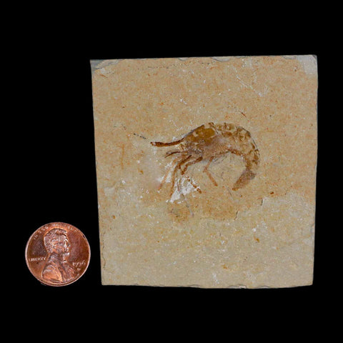 1.2" Fossil Shrimp Carpopenaeus Cretaceous Age 100 Mil Yrs Old Lebanon COA - Fossil Age Minerals