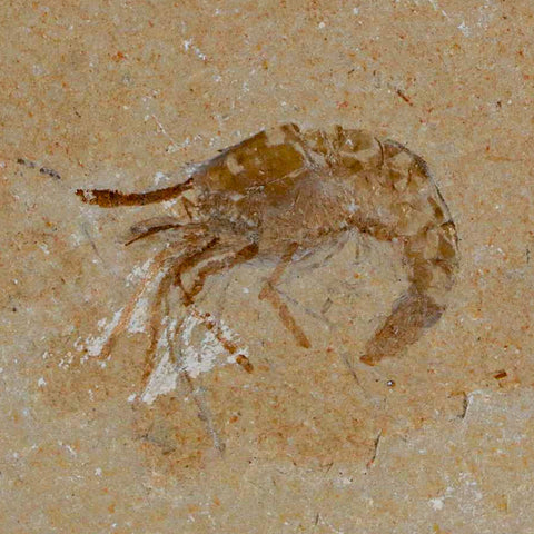 1.2" Fossil Shrimp Carpopenaeus Cretaceous Age 100 Mil Yrs Old Lebanon COA - Fossil Age Minerals