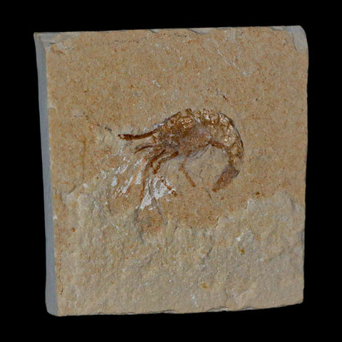 1.2" Fossil Shrimp Carpopenaeus Cretaceous Age 100 Mil Yrs Old Lebanon COA - Fossil Age Minerals