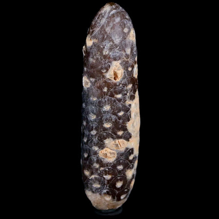 XXL 2.6" Fossil Pine Cone Equicalastrobus Replaced By Agate Eocene Age Seeds Fruit