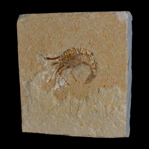 1.2" Fossil Shrimp Carpopenaeus Cretaceous Age 100 Mil Yrs Old Lebanon COA - Fossil Age Minerals